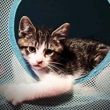 Carmello -  Domestic Short Hair Cat for Adoption in Wilsonville, Oregon - Carmello | PetCurious