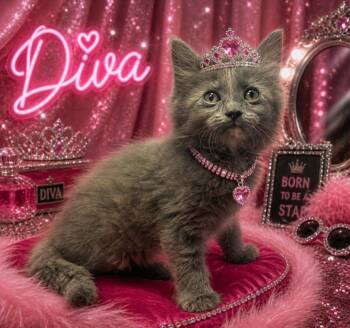 Domestic Long Hair Cats Available for Adoption in Washington Court House, Ohio - Cinder | PetCurious