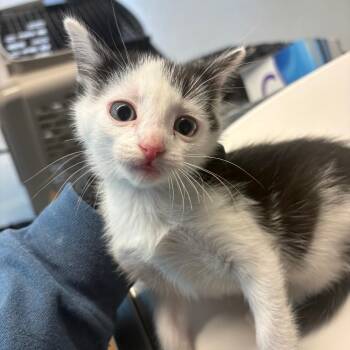 Celestial -  Domestic Short Hair Cat for Adoption in Huntington, West Virginia - Celestial | PetCurious