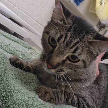 Trixie -  Domestic Short Hair Cat for Adoption in Murray, Utah - Trixie | PetCurious
