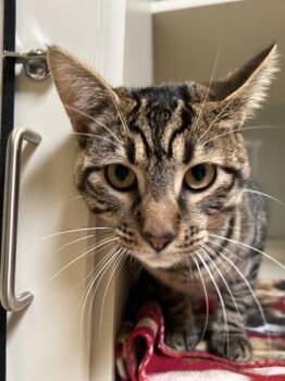 LV -  Domestic Short Hair Cat for Adoption in Hamilton, Montana - LV | PetCurious
