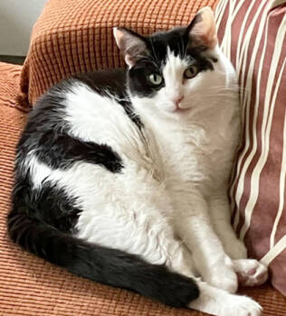 Rescue Domestic Short Hair Cats for Adoption in Encinitas, California - Catya | PetCurious