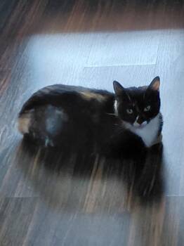 MomMa -  Domestic Short Hair Cat for Adoption in Trenton, New Jersey - MomMa | PetCurious