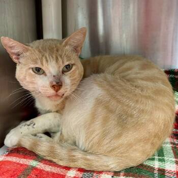 Steve Aoki -  Domestic Short Hair Cat for Adoption in Austin, Texas - Steve Aoki | PetCurious