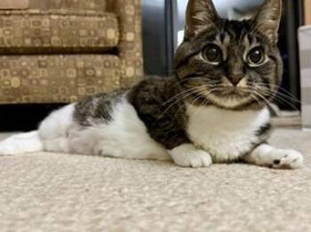 Gigi -  Domestic Short Hair Cat for Adoption in Minneapolis, Minnesota - Gigi | PetCurious