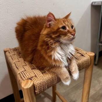 Domestic Long Hair Cats Available for Adoption in Tustin, California - Tora | PetCurious