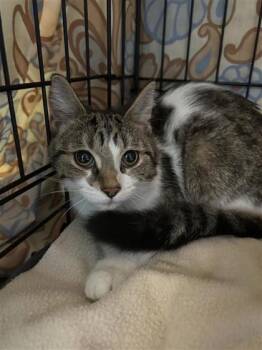 Lisbonne (vert) -  Domestic Short Hair Cat for Adoption in Montreal, Quebec - Lisbonne (vert) | PetCurious