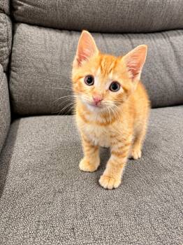 Cheeto -  Domestic Short Hair Cat for Adoption in Victor, New York - Cheeto | PetCurious