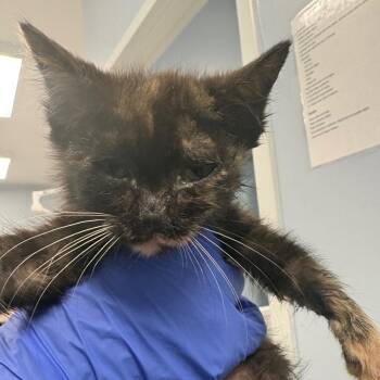 Gianna -  Domestic Short Hair Cat for Adoption in Milton, Florida - Gianna | PetCurious