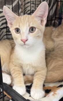 Rescue Domestic Short Hair Cats for Adoption in Westminster, California - Baloo | PetCurious