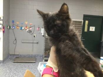 WOLFIE -  Domestic Short Hair Cat for Adoption in Thousand Palms, California - WOLFIE | PetCurious