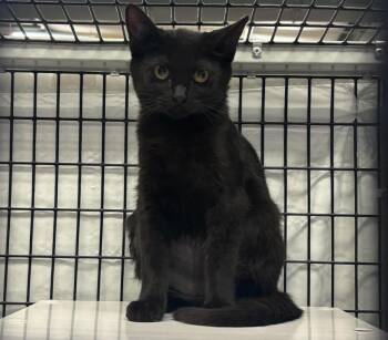 Jasmine -  Domestic Short Hair Cat for Adoption in Raleigh, North Carolina - Jasmine | PetCurious