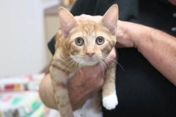 Blossom -  Domestic Short Hair Cat for Adoption in Brunswick, Georgia - Blossom | PetCurious