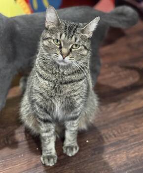 Rescue Domestic Short Hair Cats for Adoption in Port Washington, Wisconsin - Poppy | PetCurious