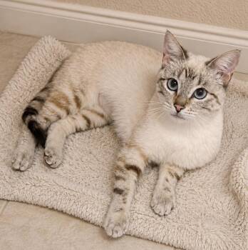 Clytie Those Eyes, That Heart... Still Unchosen -  Siamese and Tabby Cat Available for Adoption in Hillsboro, Texas - Clytie Those Eyes, That Heart... Still Unchosen | PetCurious