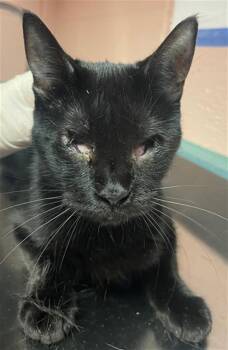 Rescue Domestic Short Hair Cats for Adoption in Columbia, South Carolina - ZINA | PetCurious