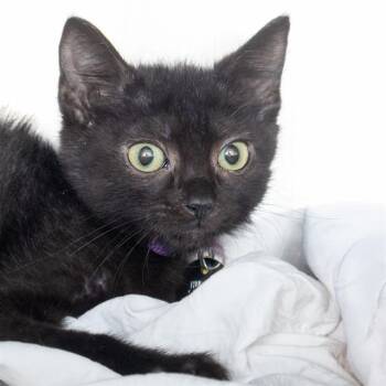 TAMBORA -  Domestic Short Hair Cat for Adoption in St. Louis, Missouri - TAMBORA | PetCurious