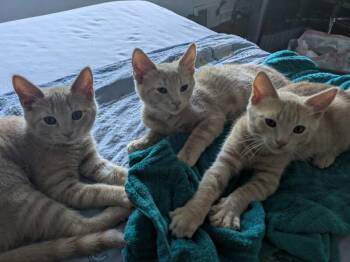 Apollo -  Domestic Short Hair Cat for Adoption - Apollo | PetCurious