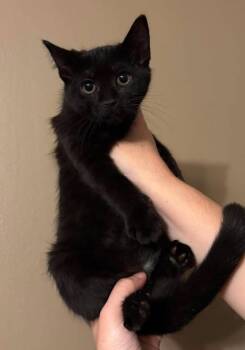 Domestic Short Hair Cats Available for Adoption in Rutherfordton, North Carolina - Barbie | PetCurious