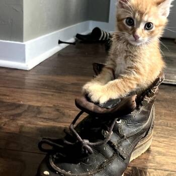 Napoleon Dynamite -  Domestic Short Hair Cat for Adoption in Fort Smith, Arkansas - Napoleon Dynamite | PetCurious