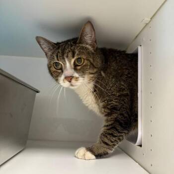 Mason -  Domestic Short Hair Cat for Adoption in New York, New York - Mason | PetCurious