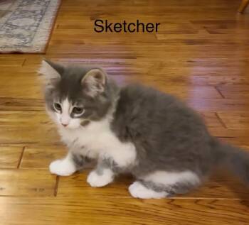 Sketcher -  Domestic Long Hair Cat for Adoption in Wyandotte, Michigan - Sketcher | PetCurious