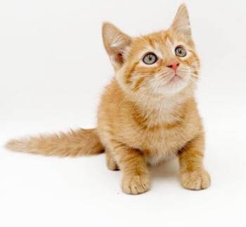 Zephyr is our handsome gentle breeze -  Tabby Cat for Adoption in Bedford Hills, New York - Zephyr Is Our Handsome Gentle Breeze | PetCurious