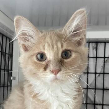 Domestic Medium Hair Cats Available for Adoption in Chicago, Illinois - Lane | PetCurious