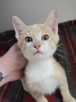 Honeydew -  Domestic Short Hair Cat for Adoption in Bolivar, Missouri - Honeydew | PetCurious