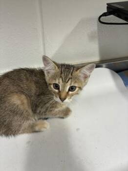 Julia -  Domestic Short Hair Cat Available for Adoption in Daphne, Alabama - Julia | PetCurious