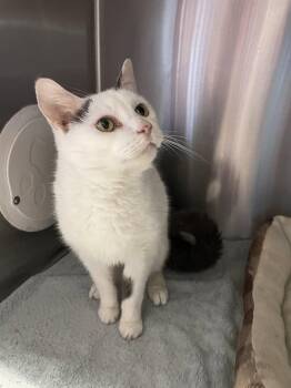 Buttons -  Domestic Short Hair Cat for Adoption in Georgetown, Kentucky - Buttons | PetCurious