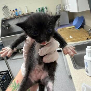 Valvoline 26-09-111 -  Domestic Short Hair Cat for Adoption in Bastrop, Texas - Valvoline 26-09-111 | PetCurious