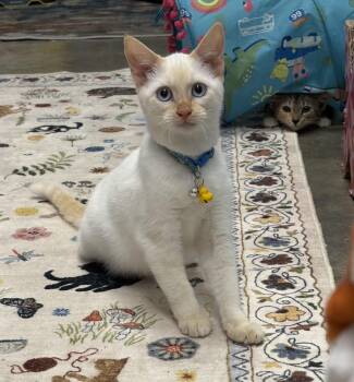 Ferrari -  Siamese Cat for Adoption in Ruskin, Florida - Ferrari | PetCurious