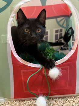 Rescue Domestic Short Hair Cats for Adoption in Sherwood, Oregon - Simba | PetCurious
