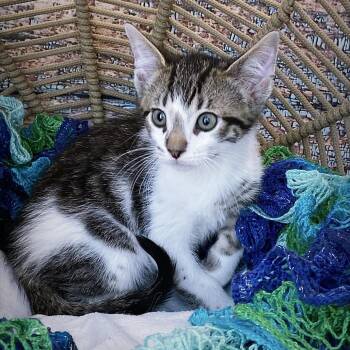 Domestic Short Hair Cats Available for Adoption in Huntsville, Alabama - Jiffy | PetCurious