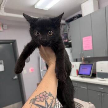 Sparrow -  Domestic Short Hair Cat for Adoption in Port Charlotte, Florida - Sparrow | PetCurious