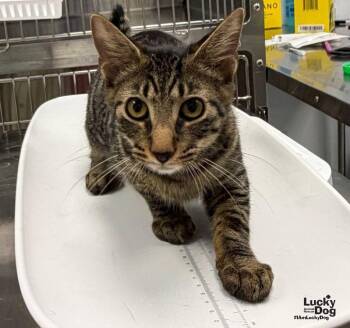 Indigo Bunting -  Domestic Short Hair Cat for Adoption in Washington, District Of Columbia - Indigo Bunting | PetCurious