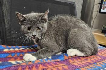 OLIVIA -  Domestic Short Hair Cat for Adoption in Pasadena, Texas - OLIVIA | PetCurious