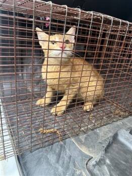 A662003 -  Domestic Short Hair Cat for Adoption in Houston, Texas - A662003 | PetCurious