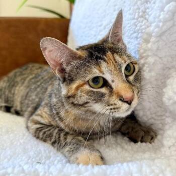 Dulcecita Caramel -  Torbie and Domestic Short Hair Cat for Adoption in Friendswood, Texas - Dulcecita Caramel | PetCurious