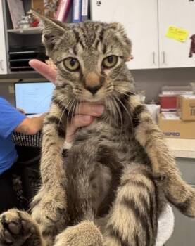 Vincent van Gogh -  Domestic Short Hair Cat for Adoption in Palm Coast, Florida - Vincent Van Gogh | PetCurious
