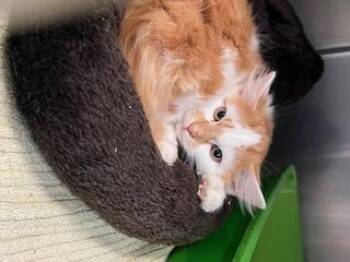 Rescue Domestic Medium Hair Cats for Adoption in Berryville, Virginia - Ignirae | PetCurious