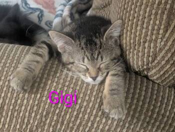 Gigi -  Tabby Cat for Adoption in Shrewsbury, Massachusetts - Gigi | PetCurious