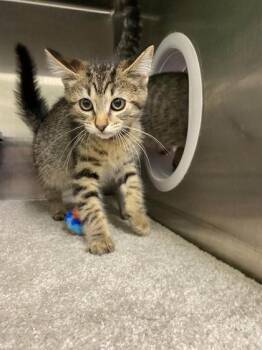 Captain -  Domestic Short Hair Cat for Adoption in Hobart, Indiana - Captain | PetCurious