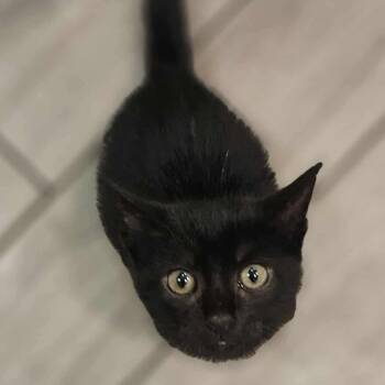 Rescue Domestic Short Hair Cats for Adoption in Winchester, Virginia - Eggplant | PetCurious
