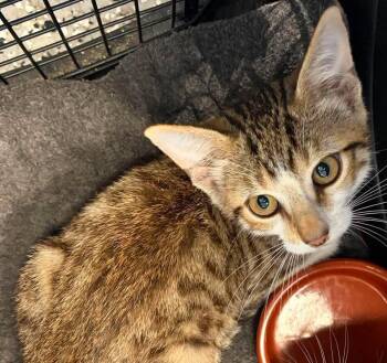 Donovan -  Domestic Short Hair Cat for Adoption in Republic, Missouri - Donovan | PetCurious