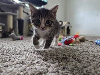 Domestic Short Hair Cats Available for Adoption in Virginia Beach, Virginia - Lulu | PetCurious