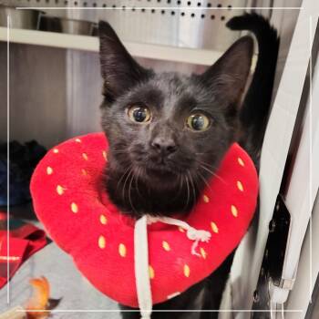 Cocoa Puff -  Domestic Short Hair Cat for Adoption in Dearborn, Michigan - Cocoa Puff | PetCurious