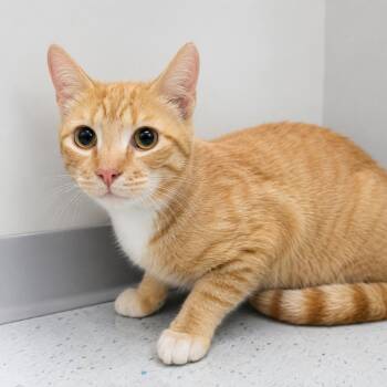 Tyger "Woods" -  Domestic Short Hair Cat for Adoption in Orangeburg, South Carolina - Tyger "Woods" | PetCurious