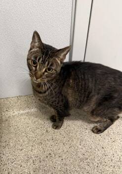 Sunflower -  Domestic Short Hair Cat for Adoption in Lafayette, Indiana - Sunflower | PetCurious